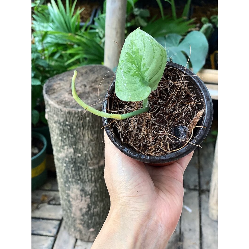 Cây giống Scindapsus pictus Exotica (Trầu Bà Exotica) chậu nhựa 8cm