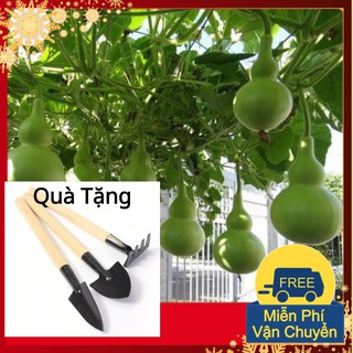 Hạt Giống Bầu Hồ Lô Cao Sản Tặng Bộ Dụng Cụ Mini Trồng Cây Tặng Bộ Dụng Cụ Mini Trồng Cây