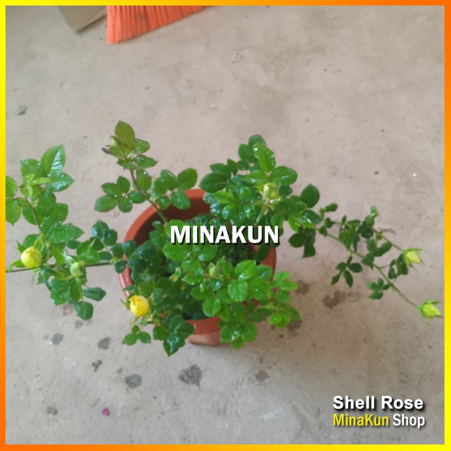 Hoa hồng ngoại Shell vàng MinaKun Shop