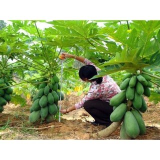 Cây giống đu đủ con
