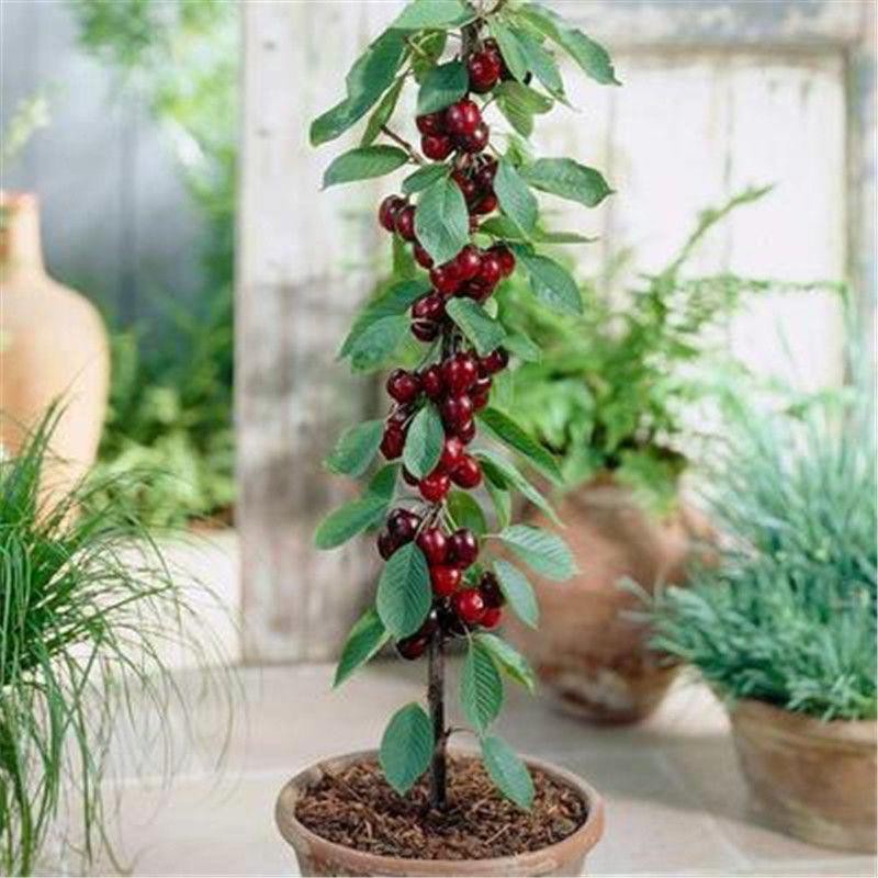 Hạt giống Cherry  anh đào bốn mùa, trồng tại nhà, tỷ lệ nảy mầm 95% 20h