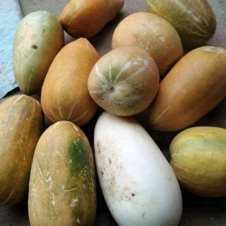 Hạt Giống Dưa Thái Thơm Dài