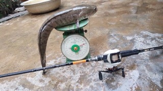 Cần câu lure ngang- lure đứng 2 ngọn EAGLE