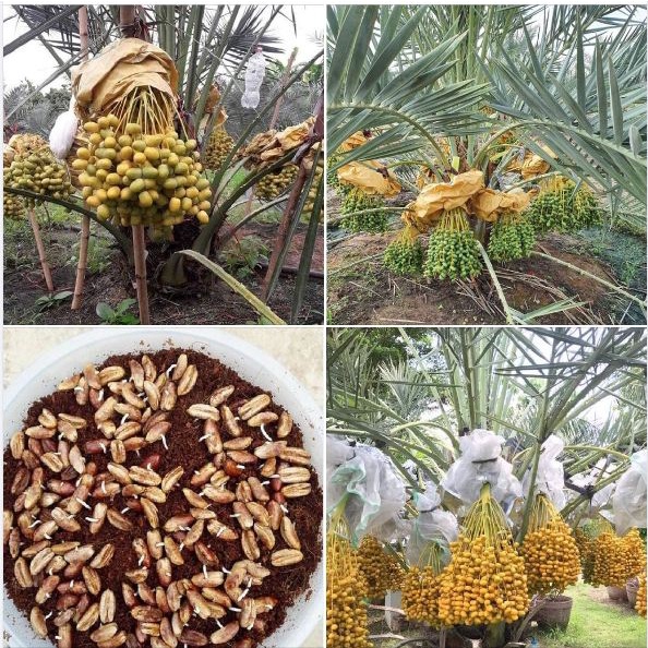 Hạt giống cây chà là Israel - 1 gói 10 hạt -HG10