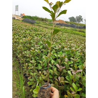 CÂY BÀNG ĐÀI LOAN - HÀNG CÂY GIỐNG
