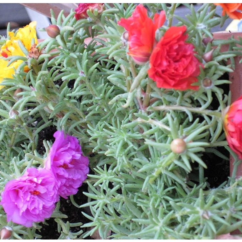 Hạt Giống mười giờ Portulaca Moss Rose ~ Cam ~ Có nhiều hạt trong hộp đựng, dễ dàng phát triển