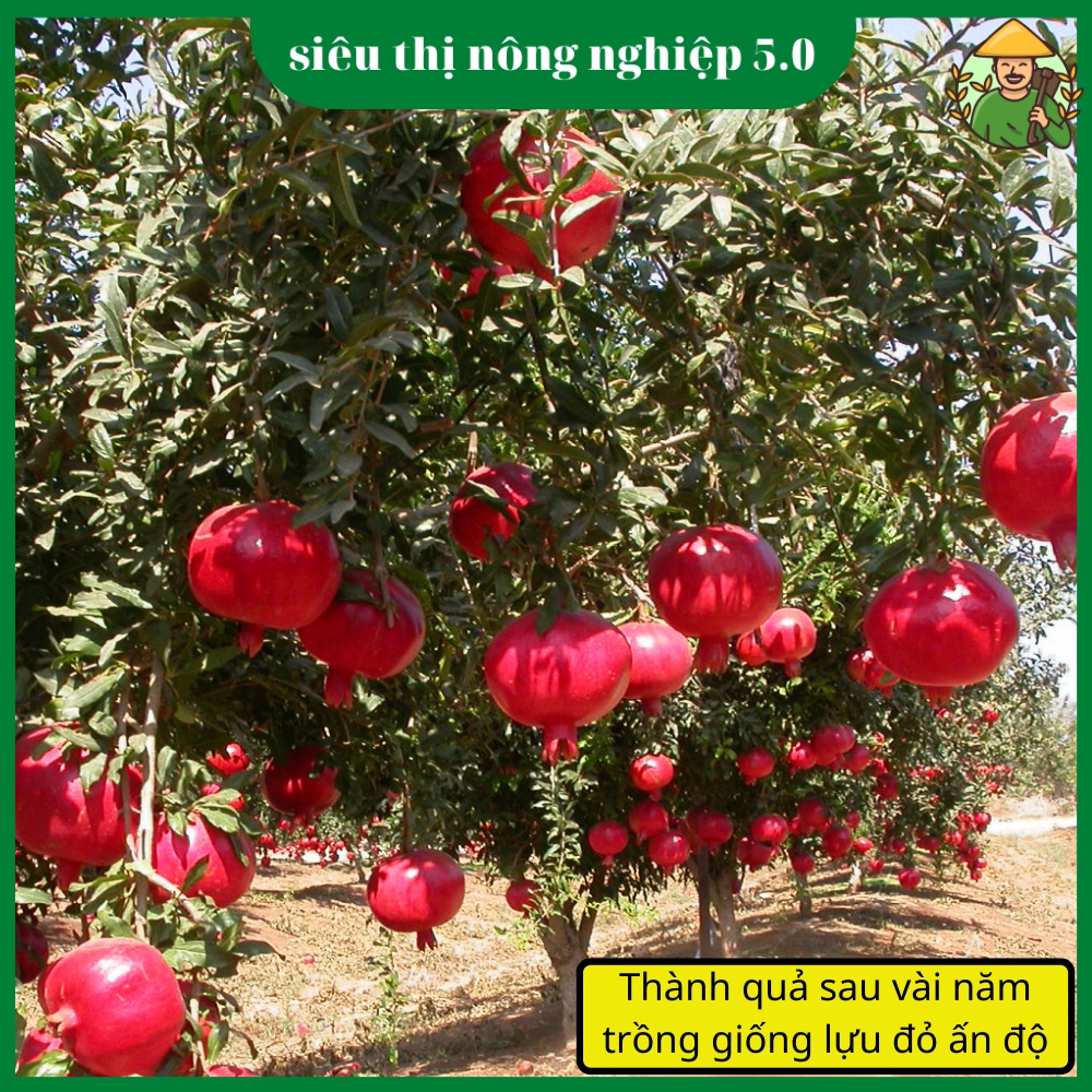Cây Giống Lựu Đỏ Ấn Độ Nhập Khẩu, giống lựu đỏ tại đại học Nông Nghiệp, cây lựu đỏ nhập khẩu cao 60cm - 80cm