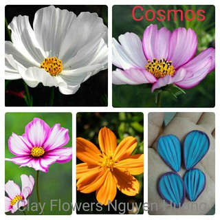 Gân hoa Cosmos/Sao Nhái/Cánh bướm