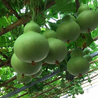 Hạt Giống Bầu Hồ Lô (10 hạt)