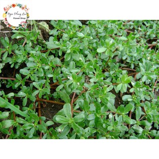 Giống Rau Sam, Rau Sam, Sam Đất - Gói 2 Gram