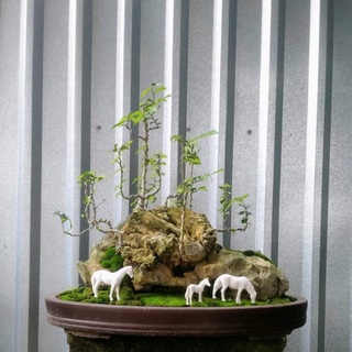 Ngựa Mini Tiểu Cảnh