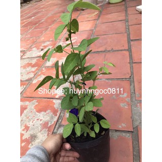 chậu cây đậu biếc (có hoa kèm)