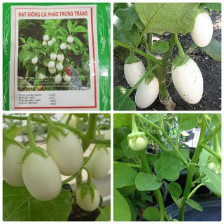 Hạt giống Cà Pháo Trứng Trắng Ngon ( gói 2 gram) tại Hạt Giống Bốn Mùa