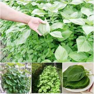 Hạt giống rau thơm mè hàn quốc - gói 0,5 gram kns2340