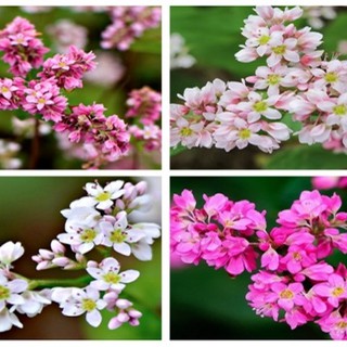 Hạt giống hoa tam giác mạch - 1 gói 10gram