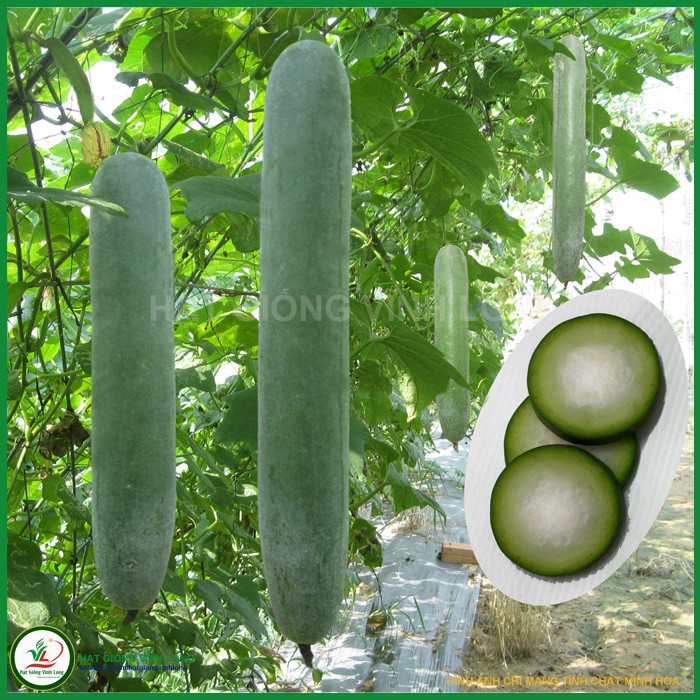 Hạt giống Bí đao xanh trái dài - 0,2g