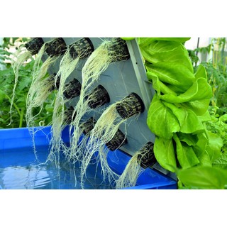 DUNG DỊCH THỦY CANH LỚN - 1lít/ chai