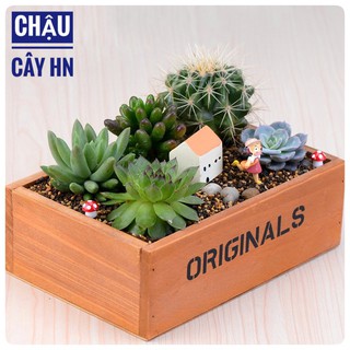 🔥Chậu gỗ Original trồng cây tiểu cảnh