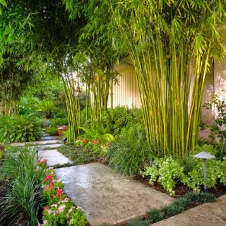 Cây 🌲 Trúc Quân Tử  bụi 3 cây ( 1m6 )