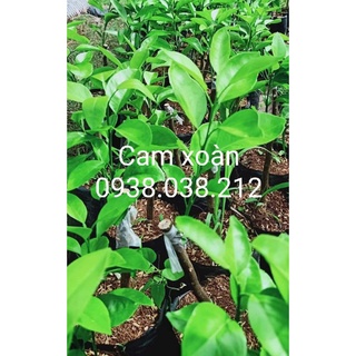 CÂY CAM XOÀN , CAM NGỌT VỎ MỎNG