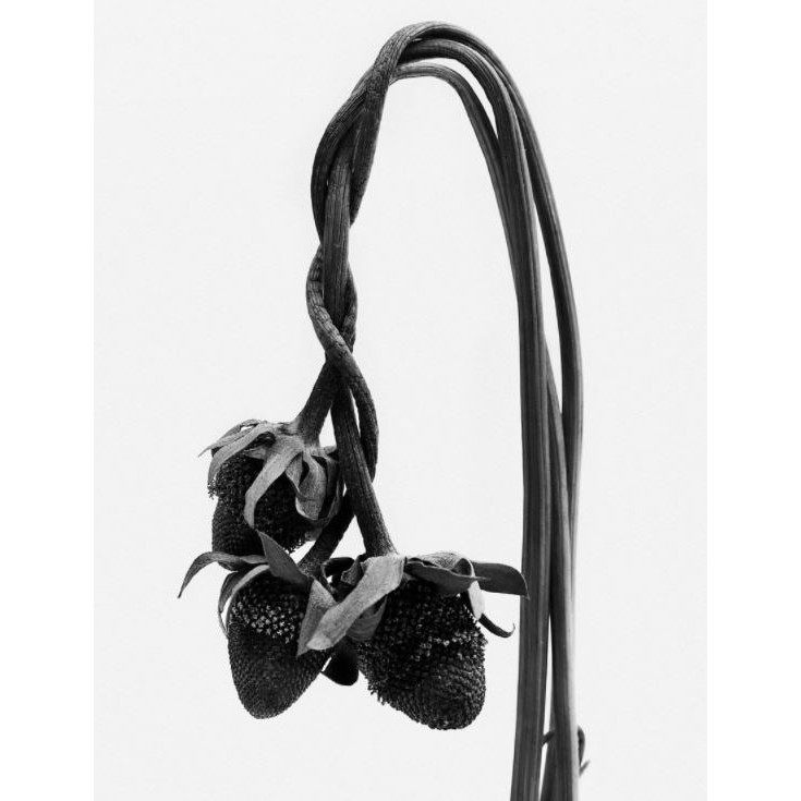 Kem dưỡng da tay 30ml /65ml