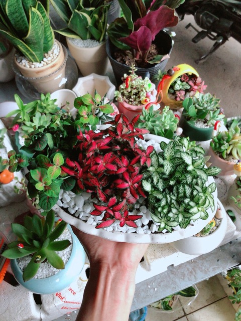 Chậu cây cẩm nhung