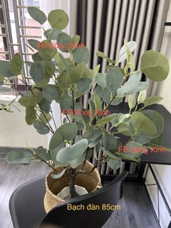 Cây Bạch đàn cao cấp