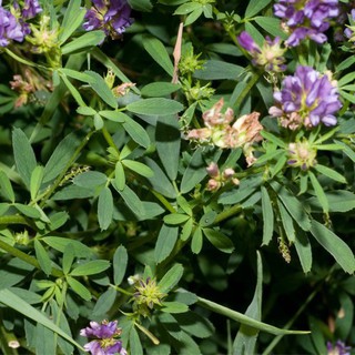 HẠT GIỐNG CỎ ALFALFA - 100gr - Trang Flowers