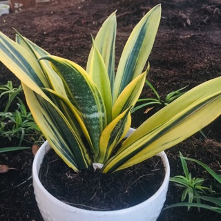 Lưỡi hổ sọc Hoàng Kim