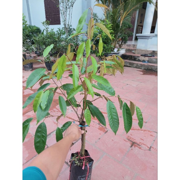 CÂY SẦU RIÊNG THÁI GHÉP, CÂY LỚN