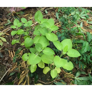 Bầu cây húng chanh