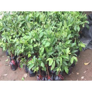 Cây ổi nữ hoàng 25K