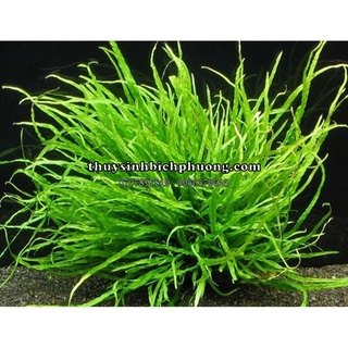 1 CỤM DƯƠNG XỈ LÁ KIM NHƯ HÌNH SIÊU ĐẸP SIÊU DÀY | CHUYÊN SỬ DỤNG CHO BỐ CỤC NATURAL HỒ THUỶ SINH