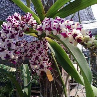 Ngọc điểm lá mít đủ màu