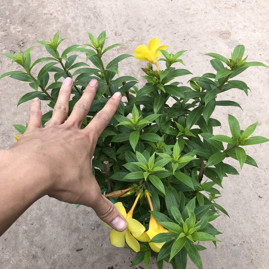 Cây chuông vàng ( Huỳnh anh đứng ) Chiều cao 30-35cm tán sum suê hoa nở đẹp bắt mắt, thích hợp trang trí sân vườn