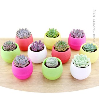 CHẬU TRỒNG CÂY MINI SEN ĐÁ - XƯƠNG RỒNG