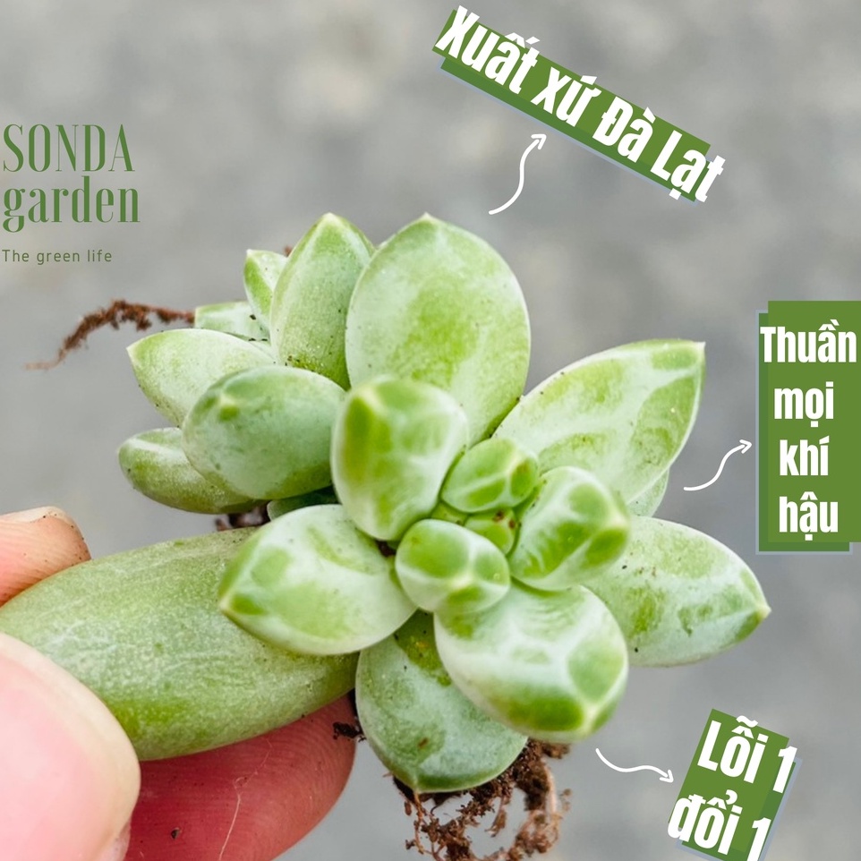 Mầm sen đá kim cương SONDA GARDEN, xuất xứ Đà Lạt, khoẻ đẹp, lỗi 1 đổi 1