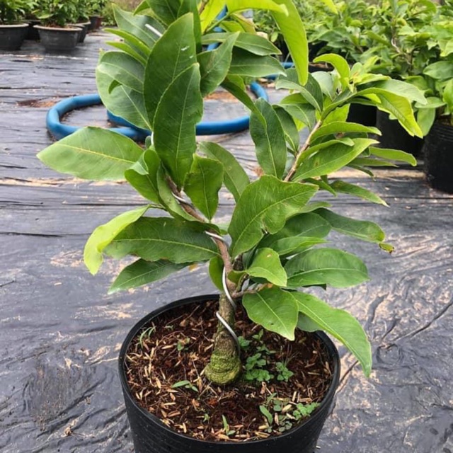 Mai giảo thủ đức giống mai nổi tiếng từ xưa.