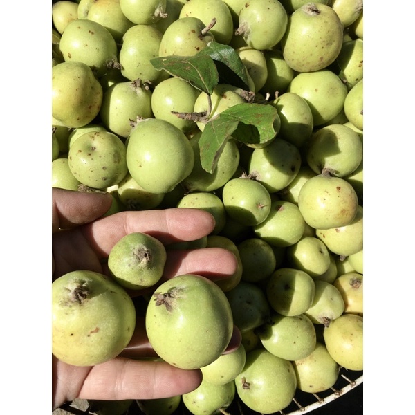 TÁO MÈO BẮC YÊN