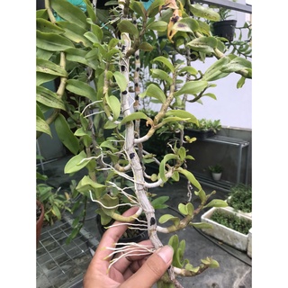 hoa lan phi điệp tím hoa cánh bầu ( hàng vip )