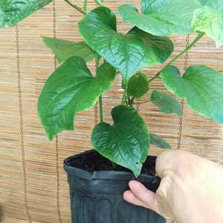 Cây Lá Lốt - Chậu Rau