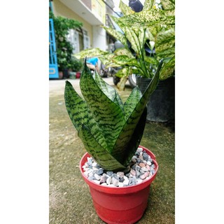 CÂY PHONG THỦY-LƯỠI HỔ