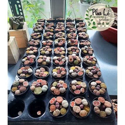 1 chậu sen mông mix 7 màu siêu xinh, vân đẹp, giá rẻ/ lithops