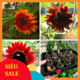 30 Hạt giống hoa Hướng dương đỏ (tặng gói kích nẩy mầm và hướng dẫn) VIETPHAT