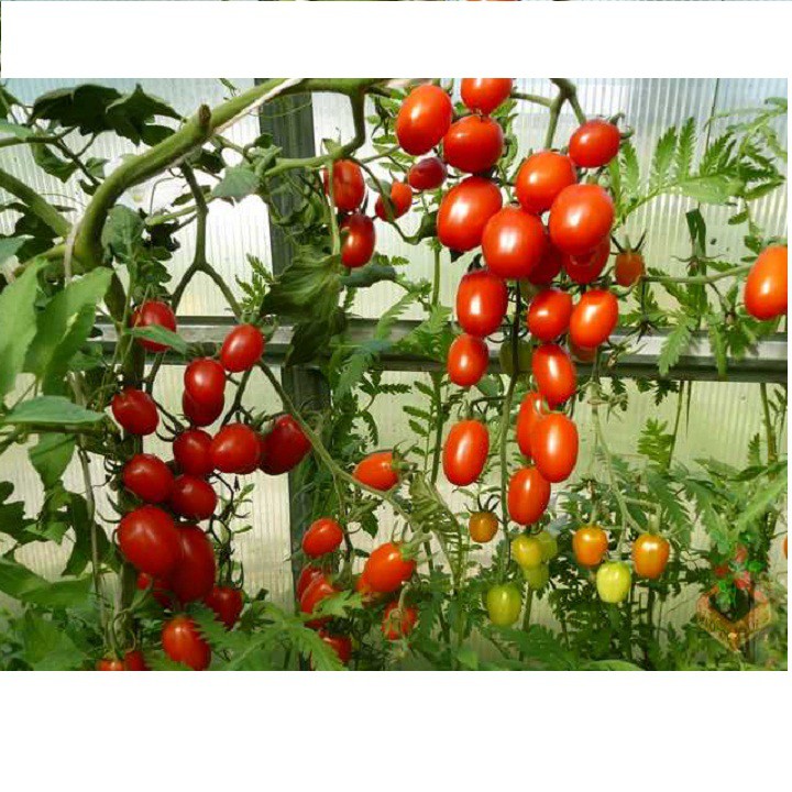 Hạt giống cà chua bi nhót 30 hạt xuất xứ Đức