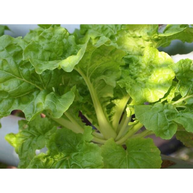 Hạt giống cải bẹ dún- gói 20gr