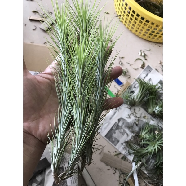 Cây không khí hồ ly  15-18cm-Tillandsia funckiana