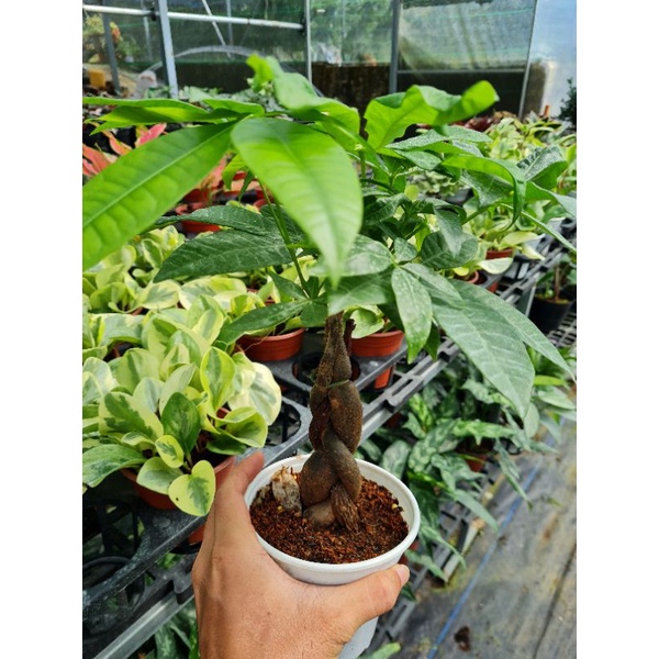 Cây Kim Ngân thân xoắn (money tree)