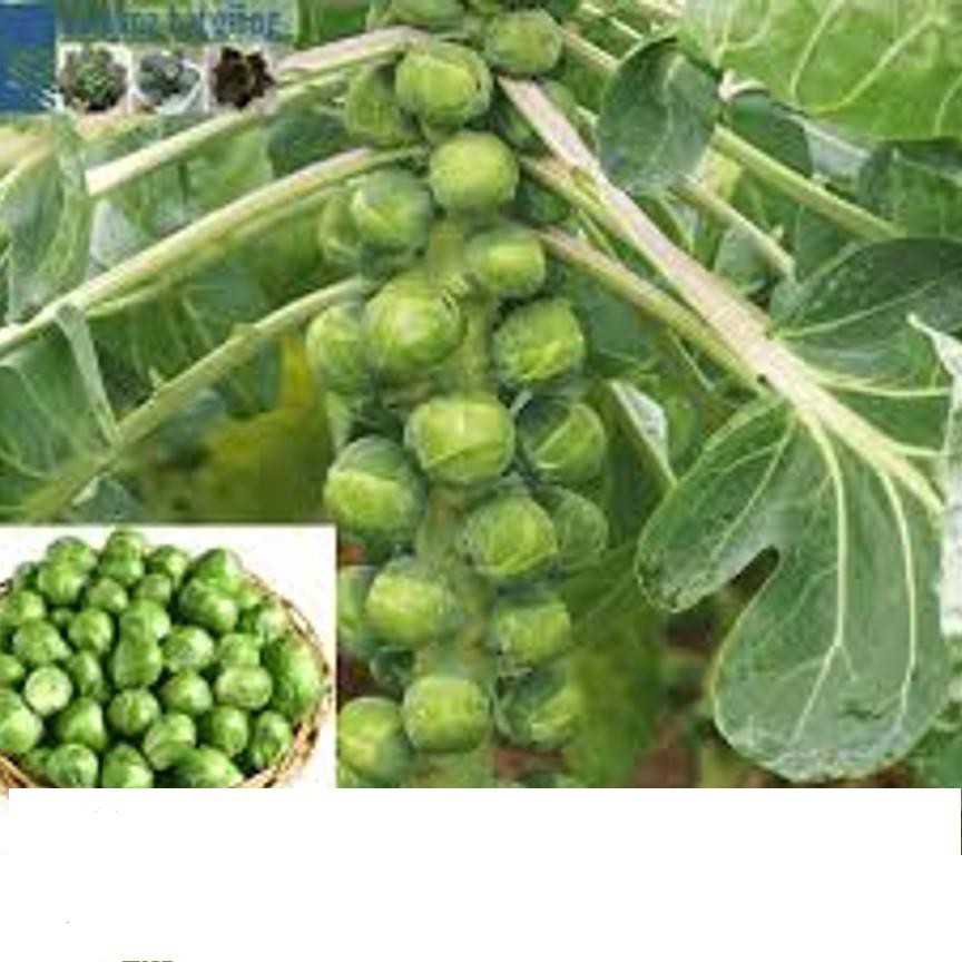 Gói 50 Hạt Giống Cải Bắp Tí Hon - Long Island II (Brassica oleracea var. gemmifera) KHUYẾN MẠI SHOP MỚI HẠ GIÁ SỈ