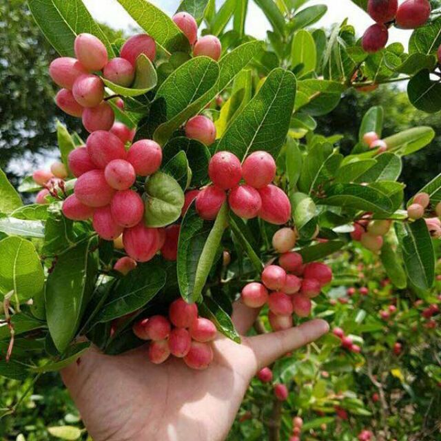 Cây giống siro si rô làm nước uống